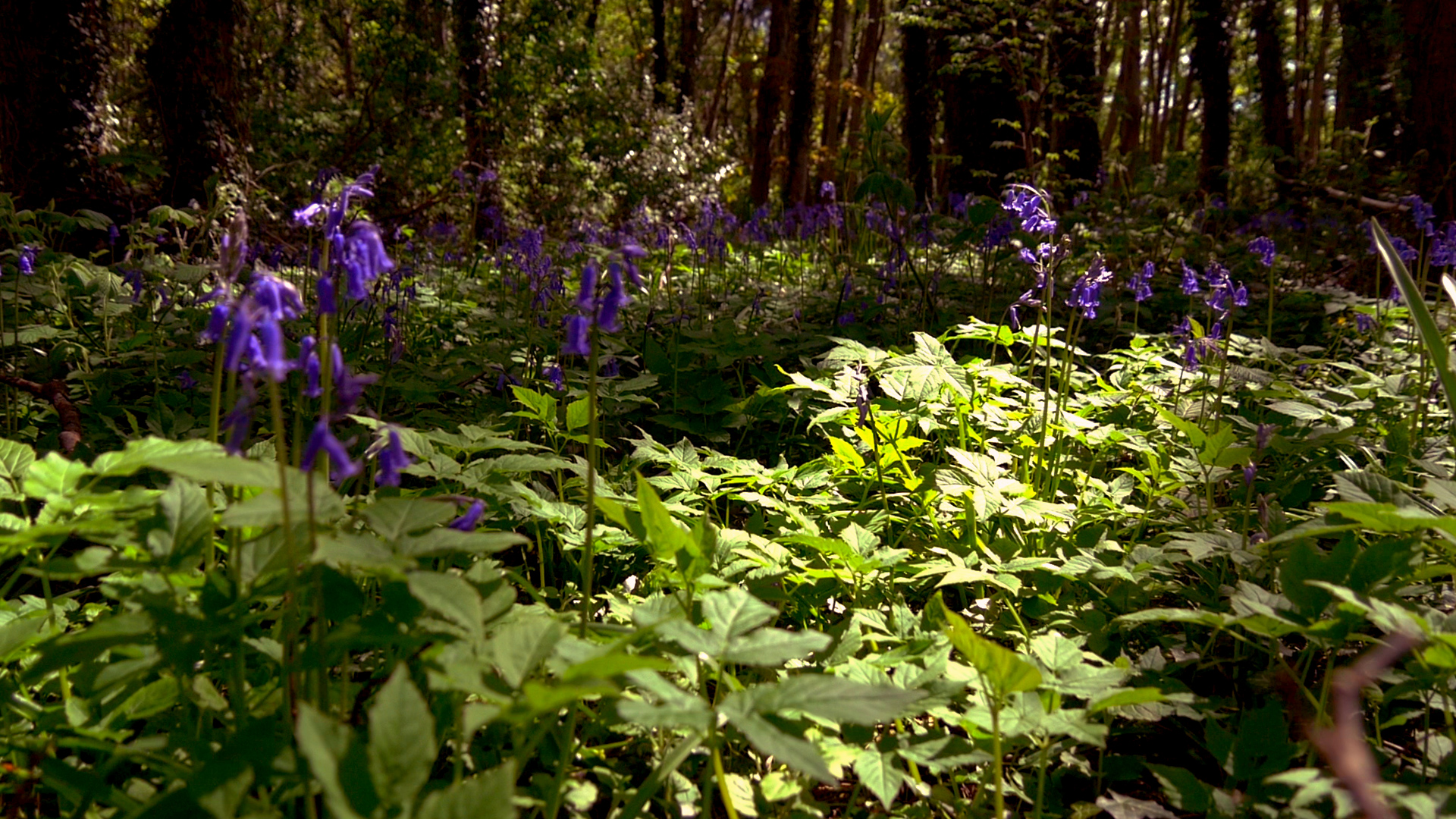 Bluebell wood walk