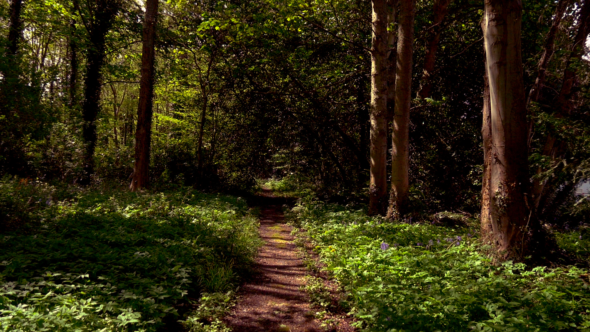 Bluebell wood walk